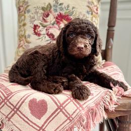 Cheer Bear- Light Pink Collar - Chocolate female Goldendoodle puppy in Bay City, Texas from Charming Doods Goldendoodles