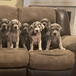 Great Dane Puppies from Anderson Blau’s Great Danes