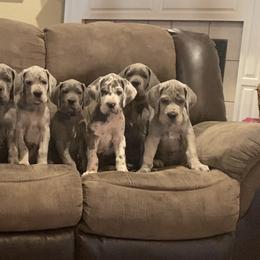 Great Dane Puppies from Anderson Blau’s Great Danes