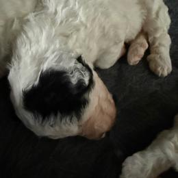 Favor - White female Bernedoodle puppy in Hays, Kansas from Pine Street doodles
