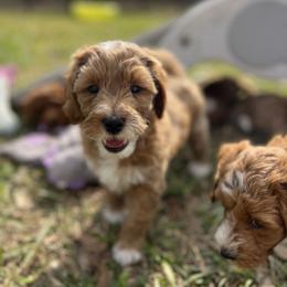 Ground Hog - Red  male Goldendoodle puppy in Sulphur, Louisiana from Curly Q’s Of Carlyss
