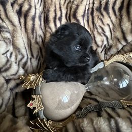 Pomeranian Puppies from Mac Daddy Poms