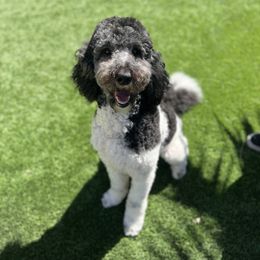 Penny - Goldendoodle