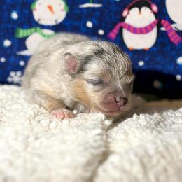 True Blue Merle and Tan - Blue merle female Pomeranian puppy in Scottsburg, Virginia from Summer Set Poms