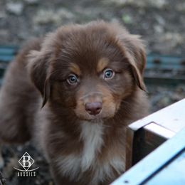 Australian Shepherd Puppies from Rocking Diamond B Aussies