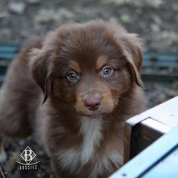 Australian Shepherd Puppies from Rocking Diamond B Aussies