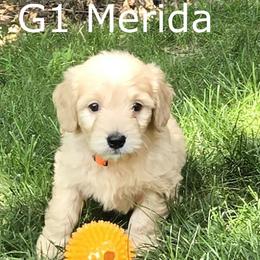 Girl 1 - Cream female Goldendoodle puppy in Milford, Michigan from Servant Kennel