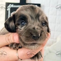 Mr. Red-4200 - Dapple male Dachshund puppy in Sparr, Florida from From the Heart Doxies