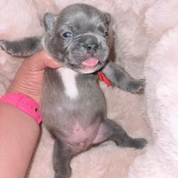 Red collar - Blue male French Bulldog puppy in Humble, Texas from Mary_Lands_dog_kennels