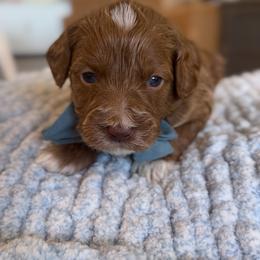 Breckenridge - Apricot male Goldendoodle puppy in Gilbert, Arizona from Sunny Doodles