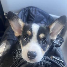 Pembroke Welsh Corgi Puppies from Linda Delarios