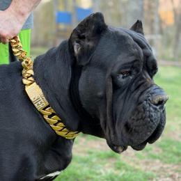 Buck - Cane Corso