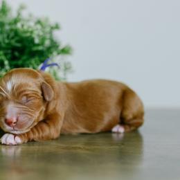 Girl 1 - Red  female Goldendoodle puppy in Spanish Fork, Utah from K Brand Doodles