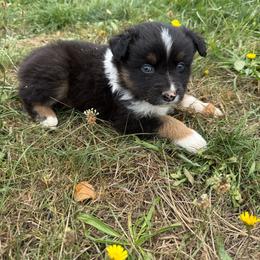 Chap - Black tri-color male Australian Shepherd puppy in Otis, Oregon from Heritage Hill Aussies