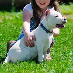 Dogo Argentino and Pembroke Welsh Corgi Puppies from Storm Dogos & Country Corgis