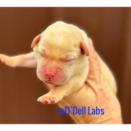 Shepherd - Yellow male Labrador Retriever puppy in Sullivan, Missouri from O’Dell Labs