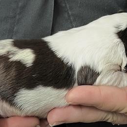 Cece boy 5 - White and liver male Brittany puppy in Floyd Knobs, Indiana from Cross Creek Brittanys