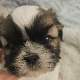 Annie - Black gold and white female Shih Tzu puppy in Corona, California from Trinity Shihtzu's So Calif