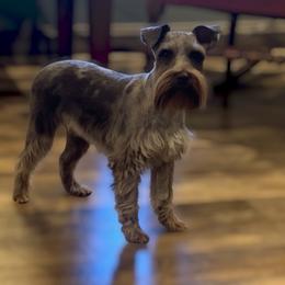 Poppi - Miniature Schnauzer
