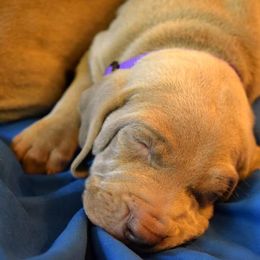 Weimaraner Puppies from Always Faithful Weimaraners