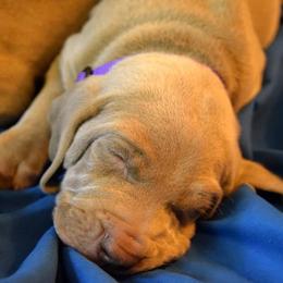 Weimaraner Puppies from Always Faithful Weimaraners