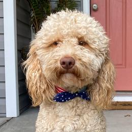 Bing - Goldendoodle