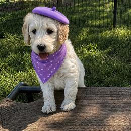 Faith - Cream female Goldendoodle puppy in Portland, Tennessee from Happy_Tails_by_TJ
