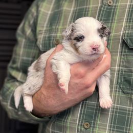 Cheetos - Blue merle male Toy Australian Shepherd puppy in Riverton, Utah from Iron Spirit Homestead & Aussies