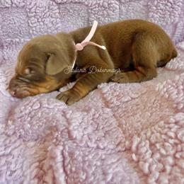 Pink collar girl - Red and rust female Doberman Pinscher puppy in North Judson, Indiana from Stalaris Dobermans
