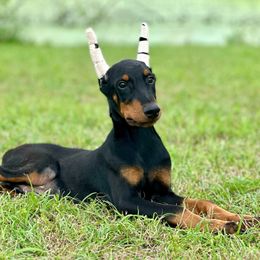 Unthinkable - Doberman Pinscher puppy from Elitehaus