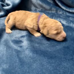 Dresden - Poodle puppy in Billings, Montana from Paws&Ponies