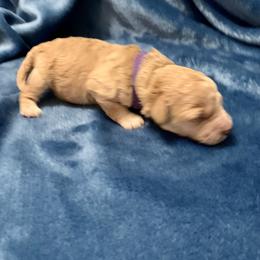 Dresden - Poodle puppy in Billings, Montana from Paws&Ponies