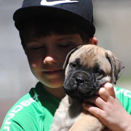Bullmastiff Puppies from Amulet Bullmastiffs