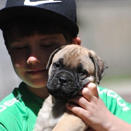 Bullmastiff Puppies from Amulet Bullmastiffs