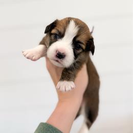 Laurie - Purple - Sable male Pembroke Welsh Corgi puppy in Milan, Georgia from Williams’ Welsh Corgis LLC