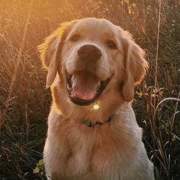 Golden Retrievers and Labrador Retrievers from LoneTree Retrievers