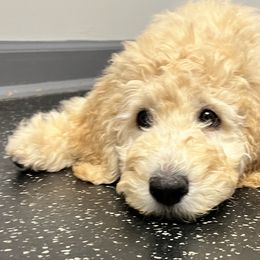 Ivy - Cream Goldendoodle puppy in Lititz, Pennsylvania from Heyday Doodles