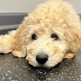 Ivy - Cream Goldendoodle puppy in Lititz, Pennsylvania from Heyday Doodles