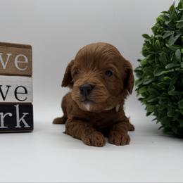 Tan Girl - Red  female Goldendoodle puppy in Philadelphia, Mississippi from Oakie Doodles