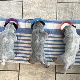 Australian Cattle Dogs from Cascade Cattle Dogs