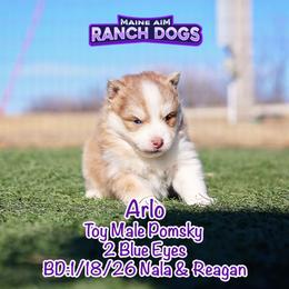 Arlo - Lavender male Pomsky puppy in Humeston, Iowa from M.A.R. Dogs