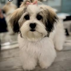 Doberman Pinscher and Mal-Shi All Grown Up from Tx Pups