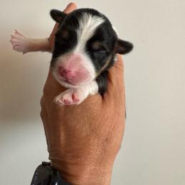 Vicki - Black and tan female Pembroke Welsh Corgi puppy in Benjamin, Utah from Nuna’s  Corgis