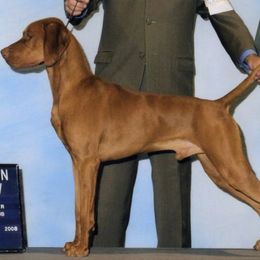 Vizsla All Grown Up from Betty's Vizslas