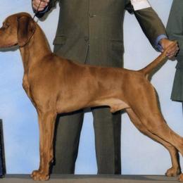 Vizsla All Grown Up from Betty's Vizslas