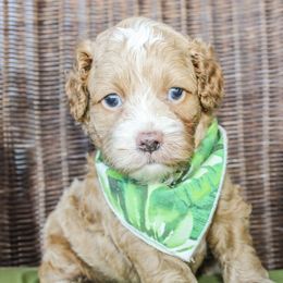 Cockapoo puppies from Double M Cocker Spaniels