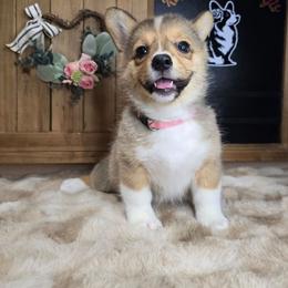 Ember AKC - Sable female Pembroke Welsh Corgi puppy in Lake Elsinore, California from Rose Petal Corgis