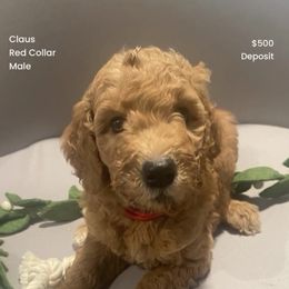 Claus - red collar - Apricot male Goldendoodle puppy in Brea, California from Dhalia’s Doodles