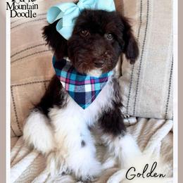 Golden - Chocolate female Double Doodle puppy in Eagle Mountain, Utah from Lake Mountain Doodle