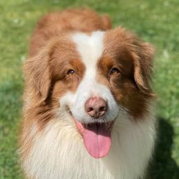 Australian Shepherds, French Bulldogs, and German Shepherds from Round of Apaws Canines